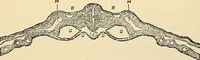 An illustration from Handbook of physiology : for students and practitioners of medicine / by Austin Flint ... with two hundred and forty-seven illustrations in the text--including four in colors--and an atlas of sixteen color-plates, including forty-eight original figures taken from actual stained microscopical preparation. (1905)