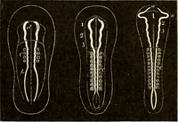 Picture 201 of 214 from Handbook of physiology : for students and practitioners of medicine / by Austin Flint ... with two hundred and forty-seven illustrations in the text--including four in colors--and an atlas of sixteen color-plates, including forty-eight original figures taken from actual stained microscopical preparation. (1905), leaf 861
