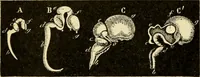 Picture 202 of 214 from Handbook of physiology : for students and practitioners of medicine / by Austin Flint ... with two hundred and forty-seven illustrations in the text--including four in colors--and an atlas of sixteen color-plates, including forty-eight original figures taken from actual stained microscopical preparation. (1905), leaf 862