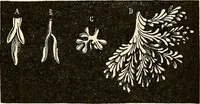 Picture 204 of 214 from Handbook of physiology : for students and practitioners of medicine / by Austin Flint ... with two hundred and forty-seven illustrations in the text--including four in colors--and an atlas of sixteen color-plates, including forty-eight original figures taken from actual stained microscopical preparation. (1905), leaf 867