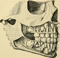 An illustration from Handbook of physiology : for students and practitioners of medicine / by Austin Flint ... with two hundred and forty-seven illustrations in the text--including four in colors--and an atlas of sixteen color-plates, including forty-eight original figures taken from actual stained microscopical preparation. (1905)