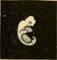 Picture 206 of 214 from Handbook of physiology : for students and practitioners of medicine / by Austin Flint ... with two hundred and forty-seven illustrations in the text--including four in colors--and an atlas of sixteen color-plates, including forty-eight original figures taken from actual stained microscopical preparation. (1905), leaf 874