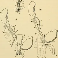 An illustration from Handbook of physiology : for students and practitioners of medicine / by Austin Flint ... with two hundred and forty-seven illustrations in the text--including four in colors--and an atlas of sixteen color-plates, including forty-eight original figures taken from actual stained microscopical preparation. (1905)