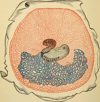 An illustration from Handbook of physiology : for students and practitioners of medicine / by Austin Flint ... with two hundred and forty-seven illustrations in the text--including four in colors--and an atlas of sixteen color-plates, including forty-eight original figures taken from actual stained microscopical preparation. (1905)