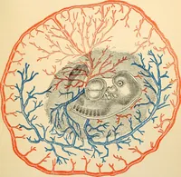 An illustration from Handbook of physiology : for students and practitioners of medicine / by Austin Flint ... with two hundred and forty-seven illustrations in the text--including four in colors--and an atlas of sixteen color-plates, including forty-eight original figures taken from actual stained microscopical preparation. (1905)