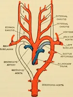 Picture 209 of 214 from Handbook of physiology : for students and practitioners of medicine / by Austin Flint ... with two hundred and forty-seven illustrations in the text--including four in colors--and an atlas of sixteen color-plates, including forty-eight original figures taken from actual stained microscopical preparation. (1905), leaf 882