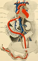 An illustration from Handbook of physiology : for students and practitioners of medicine / by Austin Flint ... with two hundred and forty-seven illustrations in the text--including four in colors--and an atlas of sixteen color-plates, including forty-eight original figures taken from actual stained microscopical preparation. (1905)