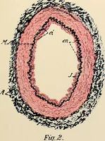 Picture 213 of 214 from Handbook of physiology : for students and practitioners of medicine / by Austin Flint ... with two hundred and forty-seven illustrations in the text--including four in colors--and an atlas of sixteen color-plates, including forty-eight original figures taken from actual stained microscopical preparation. (1905), leaf 917