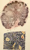 An illustration from Handbook of physiology : for students and practitioners of medicine / by Austin Flint ... with two hundred and forty-seven illustrations in the text--including four in colors--and an atlas of sixteen color-plates, including forty-eight original figures taken from actual stained microscopical preparation. (1905)