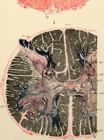 An illustration from Handbook of physiology : for students and practitioners of medicine / by Austin Flint ... with two hundred and forty-seven illustrations in the text--including four in colors--and an atlas of sixteen color-plates, including forty-eight original figures taken from actual stained microscopical preparation. (1905)