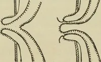 An illustration from Diseases of infancy and childhood, their dietetic, hygienic, and medical treatment : a text-book designed for practitioners and students in medicine / By Louis Fischer. (1910)