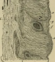 An illustration from Diseases of infancy and childhood, their dietetic, hygienic, and medical treatment : a text-book designed for practitioners and students in medicine / By Louis Fischer. (1910)