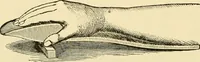 An illustration from Surgical technic; a text-book on operative surgery / by Fr. von Esmarch ... and E. Kowalzig ... translated by Professor Ludwig H. Grau ... and Willam N. Sullivan ... edited by Nicholas Senn ... With fourteen hundred and ninety-seven illustrations and fifteen colored plates. (1901)