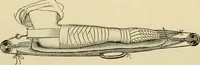 An illustration from Surgical technic; a text-book on operative surgery / by Fr. von Esmarch ... and E. Kowalzig ... translated by Professor Ludwig H. Grau ... and Willam N. Sullivan ... edited by Nicholas Senn ... With fourteen hundred and ninety-seven illustrations and fifteen colored plates. (1901)
