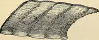 An illustration from Surgical technic; a text-book on operative surgery / by Fr. von Esmarch ... and E. Kowalzig ... translated by Professor Ludwig H. Grau ... and Willam N. Sullivan ... edited by Nicholas Senn ... With fourteen hundred and ninety-seven illustrations and fifteen colored plates. (1901)