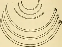 An illustration from Surgical technic; a text-book on operative surgery / by Fr. von Esmarch ... and E. Kowalzig ... translated by Professor Ludwig H. Grau ... and Willam N. Sullivan ... edited by Nicholas Senn ... With fourteen hundred and ninety-seven illustrations and fifteen colored plates. (1901)
