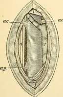 An illustration from Surgical technic; a text-book on operative surgery / by Fr. von Esmarch ... and E. Kowalzig ... translated by Professor Ludwig H. Grau ... and Willam N. Sullivan ... edited by Nicholas Senn ... With fourteen hundred and ninety-seven illustrations and fifteen colored plates. (1901)