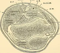 An illustration from Surgical technic; a text-book on operative surgery / by Fr. von Esmarch ... and E. Kowalzig ... translated by Professor Ludwig H. Grau ... and Willam N. Sullivan ... edited by Nicholas Senn ... With fourteen hundred and ninety-seven illustrations and fifteen colored plates. (1901)
