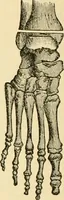 An illustration from Surgical technic; a text-book on operative surgery / by Fr. von Esmarch ... and E. Kowalzig ... translated by Professor Ludwig H. Grau ... and Willam N. Sullivan ... edited by Nicholas Senn ... With fourteen hundred and ninety-seven illustrations and fifteen colored plates. (1901)
