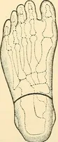 An illustration from Surgical technic; a text-book on operative surgery / by Fr. von Esmarch ... and E. Kowalzig ... translated by Professor Ludwig H. Grau ... and Willam N. Sullivan ... edited by Nicholas Senn ... With fourteen hundred and ninety-seven illustrations and fifteen colored plates. (1901)