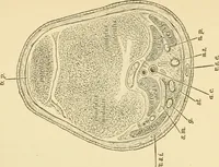 An illustration from Surgical technic; a text-book on operative surgery / by Fr. von Esmarch ... and E. Kowalzig ... translated by Professor Ludwig H. Grau ... and Willam N. Sullivan ... edited by Nicholas Senn ... With fourteen hundred and ninety-seven illustrations and fifteen colored plates. (1901)