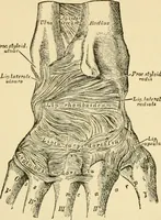 An illustration from Surgical technic; a text-book on operative surgery / by Fr. von Esmarch ... and E. Kowalzig ... translated by Professor Ludwig H. Grau ... and Willam N. Sullivan ... edited by Nicholas Senn ... With fourteen hundred and ninety-seven illustrations and fifteen colored plates. (1901)