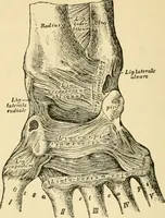 An illustration from Surgical technic; a text-book on operative surgery / by Fr. von Esmarch ... and E. Kowalzig ... translated by Professor Ludwig H. Grau ... and Willam N. Sullivan ... edited by Nicholas Senn ... With fourteen hundred and ninety-seven illustrations and fifteen colored plates. (1901)
