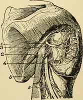 An illustration from Surgical technic; a text-book on operative surgery / by Fr. von Esmarch ... and E. Kowalzig ... translated by Professor Ludwig H. Grau ... and Willam N. Sullivan ... edited by Nicholas Senn ... With fourteen hundred and ninety-seven illustrations and fifteen colored plates. (1901)