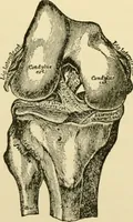An illustration from Surgical technic; a text-book on operative surgery / by Fr. von Esmarch ... and E. Kowalzig ... translated by Professor Ludwig H. Grau ... and Willam N. Sullivan ... edited by Nicholas Senn ... With fourteen hundred and ninety-seven illustrations and fifteen colored plates. (1901)