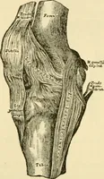 An illustration from Surgical technic; a text-book on operative surgery / by Fr. von Esmarch ... and E. Kowalzig ... translated by Professor Ludwig H. Grau ... and Willam N. Sullivan ... edited by Nicholas Senn ... With fourteen hundred and ninety-seven illustrations and fifteen colored plates. (1901)