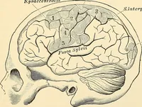 An illustration from Surgical technic; a text-book on operative surgery / by Fr. von Esmarch ... and E. Kowalzig ... translated by Professor Ludwig H. Grau ... and Willam N. Sullivan ... edited by Nicholas Senn ... With fourteen hundred and ninety-seven illustrations and fifteen colored plates. (1901)