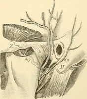 An illustration from Surgical technic; a text-book on operative surgery / by Fr. von Esmarch ... and E. Kowalzig ... translated by Professor Ludwig H. Grau ... and Willam N. Sullivan ... edited by Nicholas Senn ... With fourteen hundred and ninety-seven illustrations and fifteen colored plates. (1901)