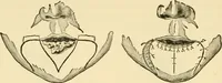 An illustration from Surgical technic; a text-book on operative surgery / by Fr. von Esmarch ... and E. Kowalzig ... translated by Professor Ludwig H. Grau ... and Willam N. Sullivan ... edited by Nicholas Senn ... With fourteen hundred and ninety-seven illustrations and fifteen colored plates. (1901)