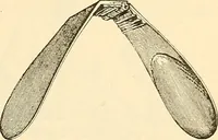 An illustration from Surgical technic; a text-book on operative surgery / by Fr. von Esmarch ... and E. Kowalzig ... translated by Professor Ludwig H. Grau ... and Willam N. Sullivan ... edited by Nicholas Senn ... With fourteen hundred and ninety-seven illustrations and fifteen colored plates. (1901)