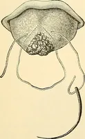An illustration from Surgical technic; a text-book on operative surgery / by Fr. von Esmarch ... and E. Kowalzig ... translated by Professor Ludwig H. Grau ... and Willam N. Sullivan ... edited by Nicholas Senn ... With fourteen hundred and ninety-seven illustrations and fifteen colored plates. (1901)