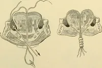 An illustration from Surgical technic; a text-book on operative surgery / by Fr. von Esmarch ... and E. Kowalzig ... translated by Professor Ludwig H. Grau ... and Willam N. Sullivan ... edited by Nicholas Senn ... With fourteen hundred and ninety-seven illustrations and fifteen colored plates. (1901)