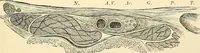 An illustration from Surgical technic; a text-book on operative surgery / by Fr. von Esmarch ... and E. Kowalzig ... translated by Professor Ludwig H. Grau ... and Willam N. Sullivan ... edited by Nicholas Senn ... With fourteen hundred and ninety-seven illustrations and fifteen colored plates. (1901)