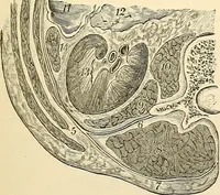 An illustration from Surgical technic; a text-book on operative surgery / by Fr. von Esmarch ... and E. Kowalzig ... translated by Professor Ludwig H. Grau ... and Willam N. Sullivan ... edited by Nicholas Senn ... With fourteen hundred and ninety-seven illustrations and fifteen colored plates. (1901)