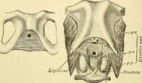 An illustration from Surgical technic; a text-book on operative surgery / by Fr. von Esmarch ... and E. Kowalzig ... translated by Professor Ludwig H. Grau ... and Willam N. Sullivan ... edited by Nicholas Senn ... With fourteen hundred and ninety-seven illustrations and fifteen colored plates. (1901)