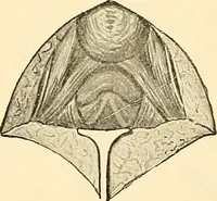 An illustration from Surgical technic; a text-book on operative surgery / by Fr. von Esmarch ... and E. Kowalzig ... translated by Professor Ludwig H. Grau ... and Willam N. Sullivan ... edited by Nicholas Senn ... With fourteen hundred and ninety-seven illustrations and fifteen colored plates. (1901)