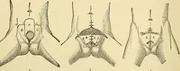 An illustration from Surgical technic; a text-book on operative surgery / by Fr. von Esmarch ... and E. Kowalzig ... translated by Professor Ludwig H. Grau ... and Willam N. Sullivan ... edited by Nicholas Senn ... With fourteen hundred and ninety-seven illustrations and fifteen colored plates. (1901)