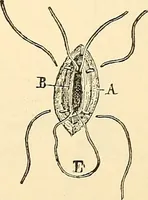 An illustration from Surgical technic; a text-book on operative surgery / by Fr. von Esmarch ... and E. Kowalzig ... translated by Professor Ludwig H. Grau ... and Willam N. Sullivan ... edited by Nicholas Senn ... With fourteen hundred and ninety-seven illustrations and fifteen colored plates. (1901)