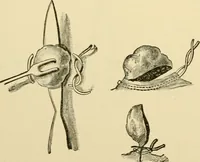 An illustration from Surgical technic; a text-book on operative surgery / by Fr. von Esmarch ... and E. Kowalzig ... translated by Professor Ludwig H. Grau ... and Willam N. Sullivan ... edited by Nicholas Senn ... With fourteen hundred and ninety-seven illustrations and fifteen colored plates. (1901)
