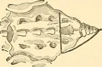 An illustration from Surgical technic; a text-book on operative surgery / by Fr. von Esmarch ... and E. Kowalzig ... translated by Professor Ludwig H. Grau ... and Willam N. Sullivan ... edited by Nicholas Senn ... With fourteen hundred and ninety-seven illustrations and fifteen colored plates. (1901)