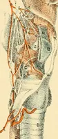 An illustration from Illustrations of dissections : in a series of original colored plates the size of life representing the dissection of the human body / by George Viner Ellis and G.H. Ford. (1891)