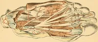 An illustration from Illustrations of dissections : in a series of original colored plates the size of life representing the dissection of the human body / by George Viner Ellis and G.H. Ford. (1891)