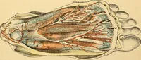 An illustration from Illustrations of dissections : in a series of original colored plates the size of life representing the dissection of the human body / by George Viner Ellis and G.H. Ford. (1891)