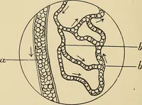 An illustration from The practice of dental medicine / By George F. Eames. Containing thirty-eight engravings and three colored plates. (1899)