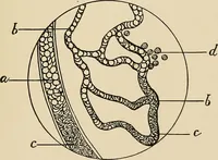 An illustration from The practice of dental medicine / By George F. Eames. Containing thirty-eight engravings and three colored plates. (1899)