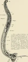 An illustration from Hookworm disease : etiology, pathology, diagnosis, prognosis, prophylaxis, and treatment / by George Dock and Charles C. Bass. Illustrated with forty-nine special engravings and colored plate. (1910)